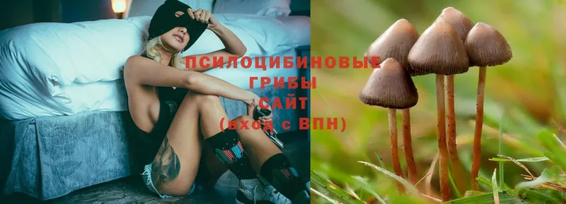 Галлюциногенные грибы Psilocybine cubensis  как найти наркотики  Новоаннинский 